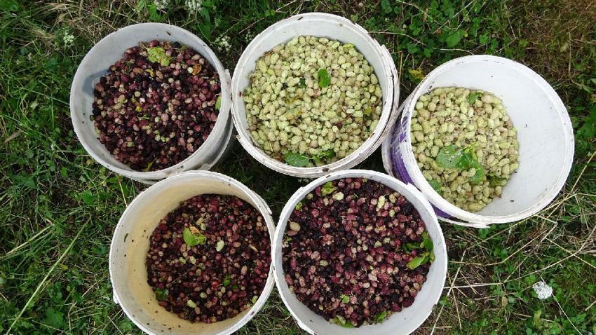 Has kokusu ve lezzetiyle tanınan dut pekmezi, Ordu'da yüzyıllardır süren geleneksel yöntemlerle hazırlanıyor