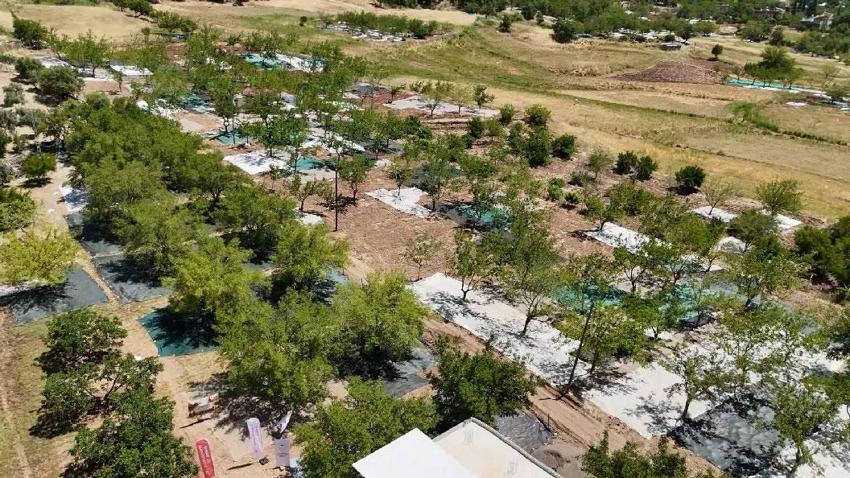 İsmini meyvesinden alan Tut ilçesinde ağaçların altına örtüler serildi hasat başladı