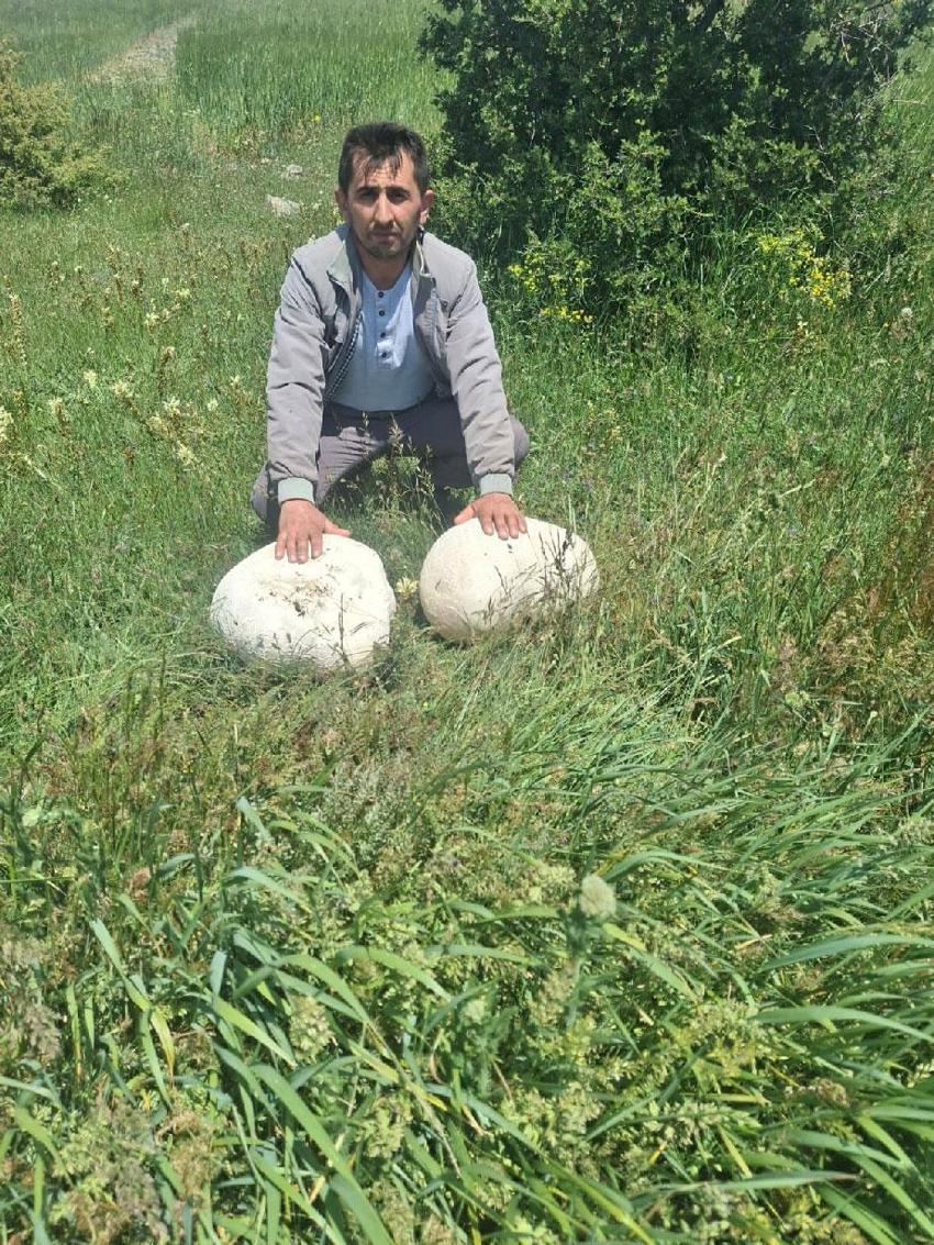 Doğada bulduğu 20 kiloluk dev mantar görenleri hayrete düşürdü