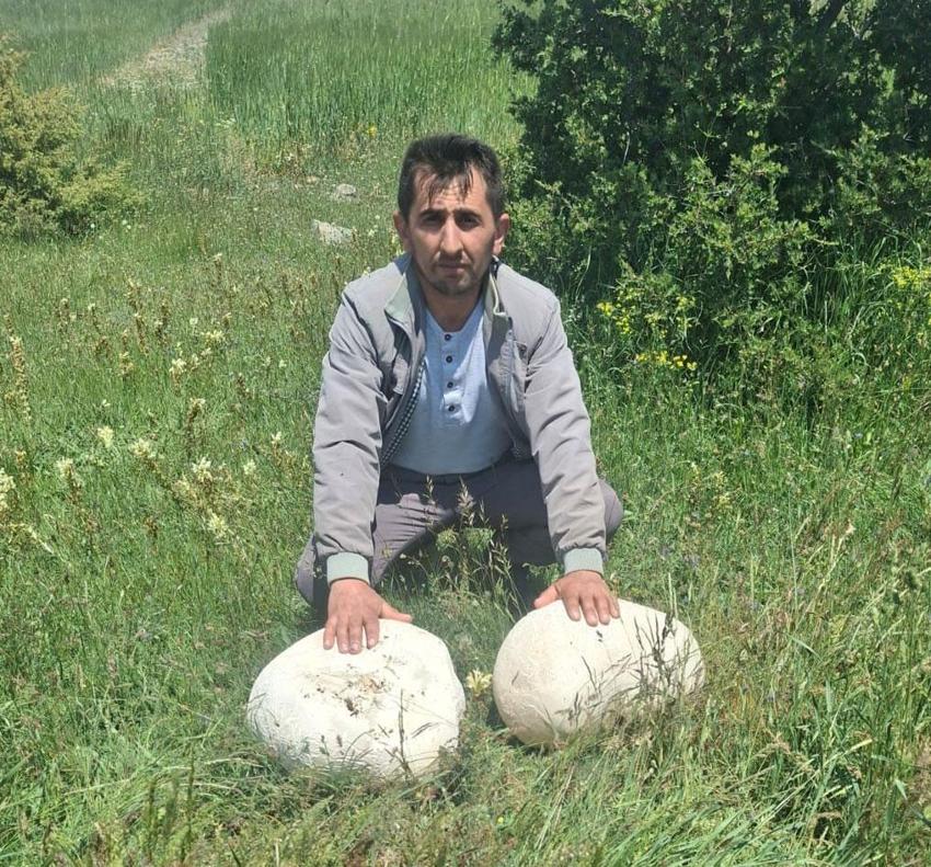 Doğada bulduğu 20 kiloluk dev mantar görenleri hayrete düşürdü