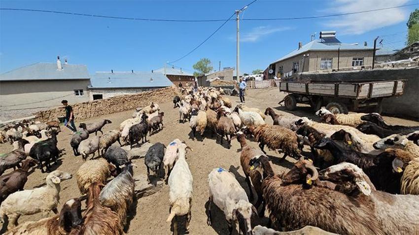 Bitlis'te hareketlilik başladı! Van Gölü kıyısından 2 bin rakıma büyük kaçış...