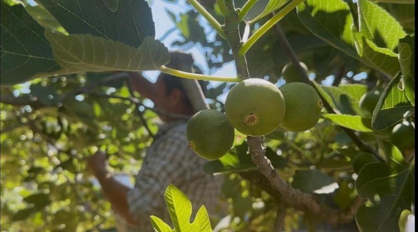 Bursa ve Aydın'ın ortak üretimi: Avrupa bu birleşmeyi bekliyor, kilosuna 300 TL ödeniyor