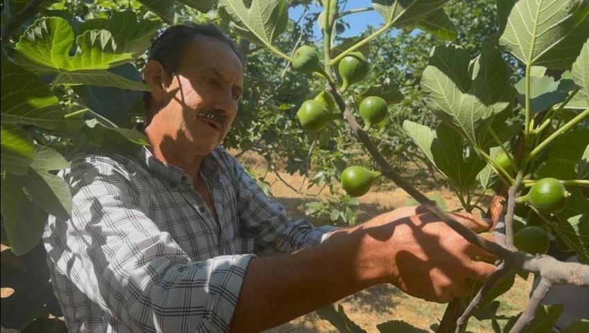 Bursa ve Aydın'ın ortak üretimi: Avrupa bu birleşmeyi bekliyor, kilosuna 300 TL ödeniyor