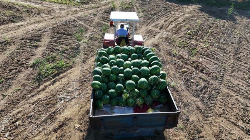 Tarlada 15, tezgahta 30 TL! Almak isteyenler sabah erkenden sıraya giriyor: Talep patladı