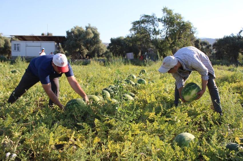 Tarlada 15, tezgahta 30 TL! Almak isteyenler sabah erkenden sıraya giriyor: Talep patladı