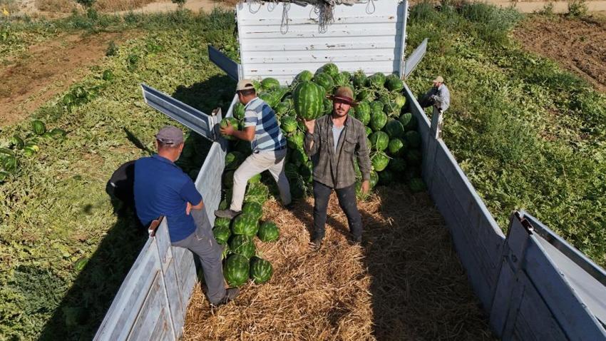 Tarlada 15, tezgahta 30 TL! Almak isteyenler sabah erkenden sıraya giriyor: Talep patladı
