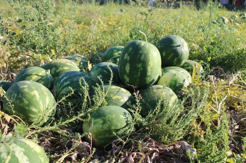 Tarlada 15, tezgahta 30 TL! Almak isteyenler sabah erkenden sıraya giriyor: Talep patladı