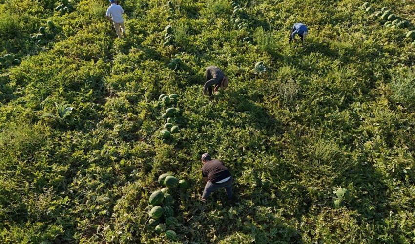 Tarlada 15, tezgahta 30 TL! Almak isteyenler sabah erkenden sıraya giriyor: Talep patladı