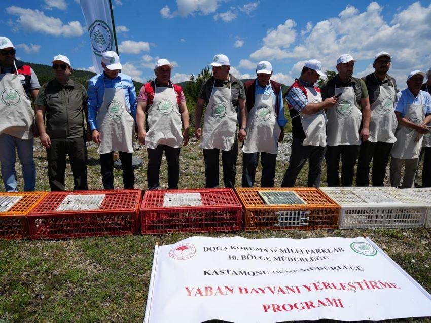 Kastamonu'da bin 200 kınalı keklik doğaya salındı!