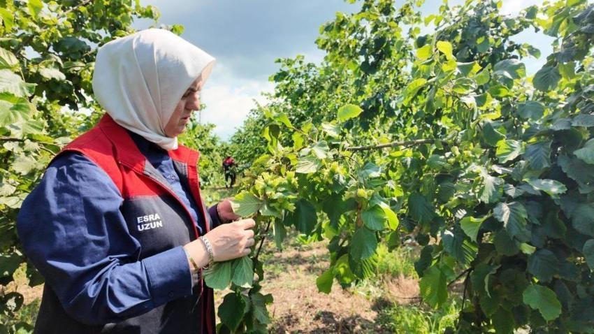 Fındık üreticilerine sezon öncesi kritik uyarı! Tarım Müdürlüğü ekipleri sahaya indi