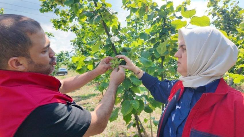 Fındık üreticilerine sezon öncesi kritik uyarı! Tarım Müdürlüğü ekipleri sahaya indi