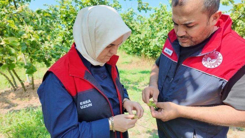 Fındık üreticilerine sezon öncesi kritik uyarı! Tarım Müdürlüğü ekipleri sahaya indi