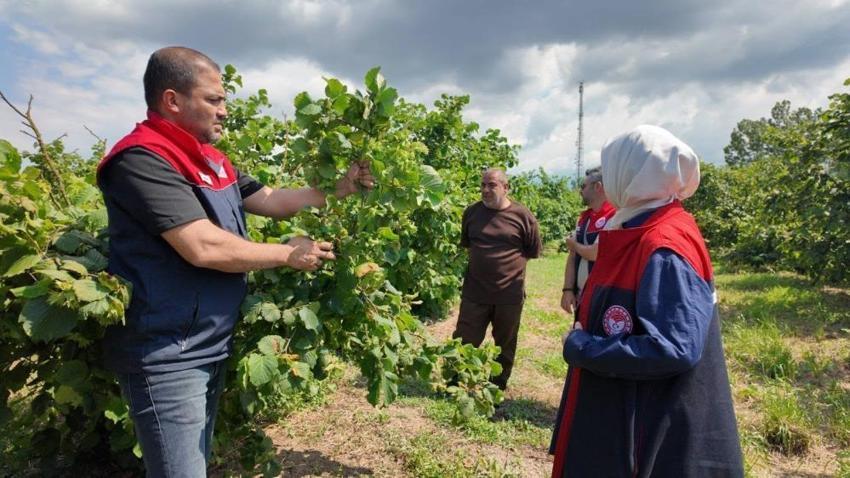 Fındık üreticilerine sezon öncesi kritik uyarı! Tarım Müdürlüğü ekipleri sahaya indi