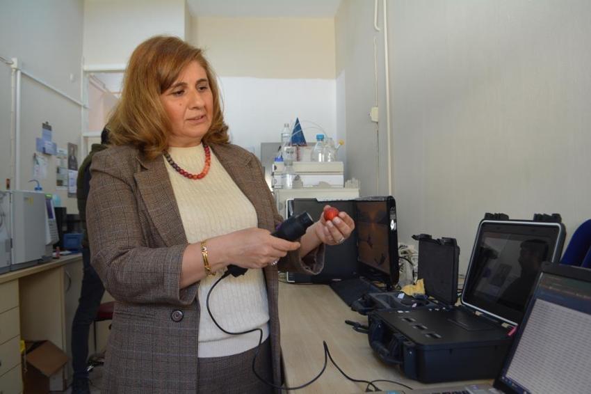 Adana'da süper çilek üretildi: Çukurova Üniversitesi'nde geliştirildi