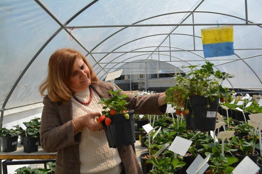 Adana'da süper çilek üretildi: Çukurova Üniversitesi'nde geliştirildi