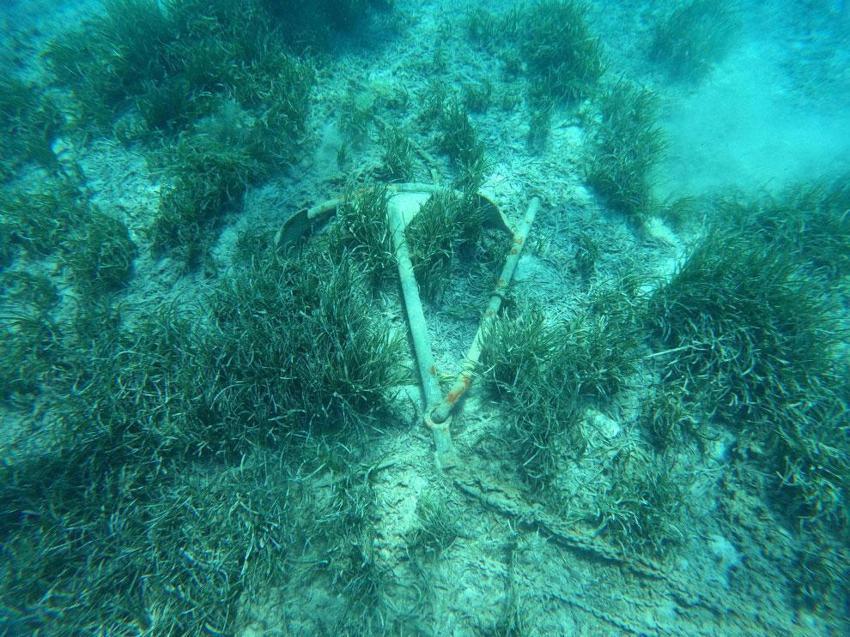 Akdeniz'in en önemli ve en derin mavi karbon rezervi Bodrum'da tescillendi! Devasa deniz çayırı kuşağı tespit edildi