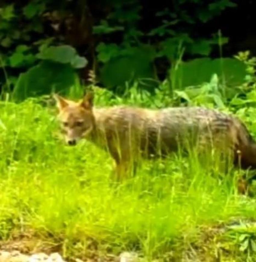 Küre Dağları'ndaki farklı türler fotokapana böyle yakalandı