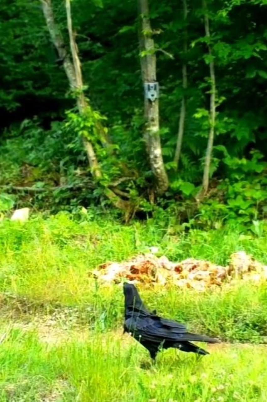 Küre Dağları'ndaki farklı türler fotokapana böyle yakalandı