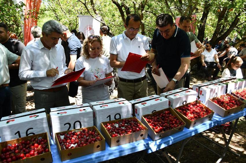 Konya'da coğrafi işaret tescilli Akşehir kirazı coşkusu