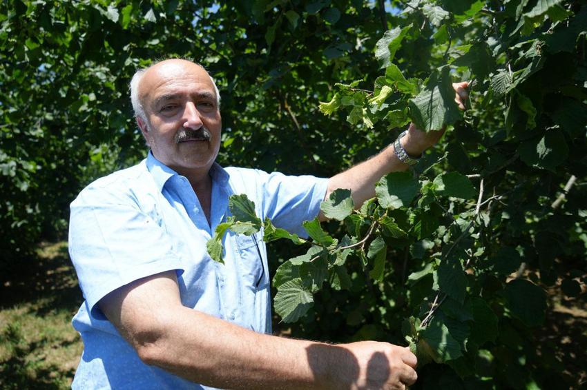 Samsun'un fındıkta hedefi bu yıl da birincilik