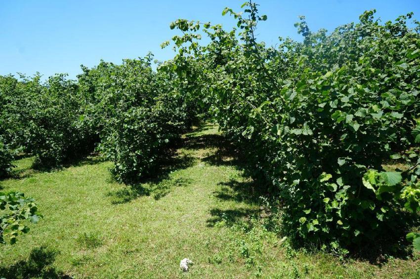 Samsun'un fındıkta hedefi bu yıl da birincilik