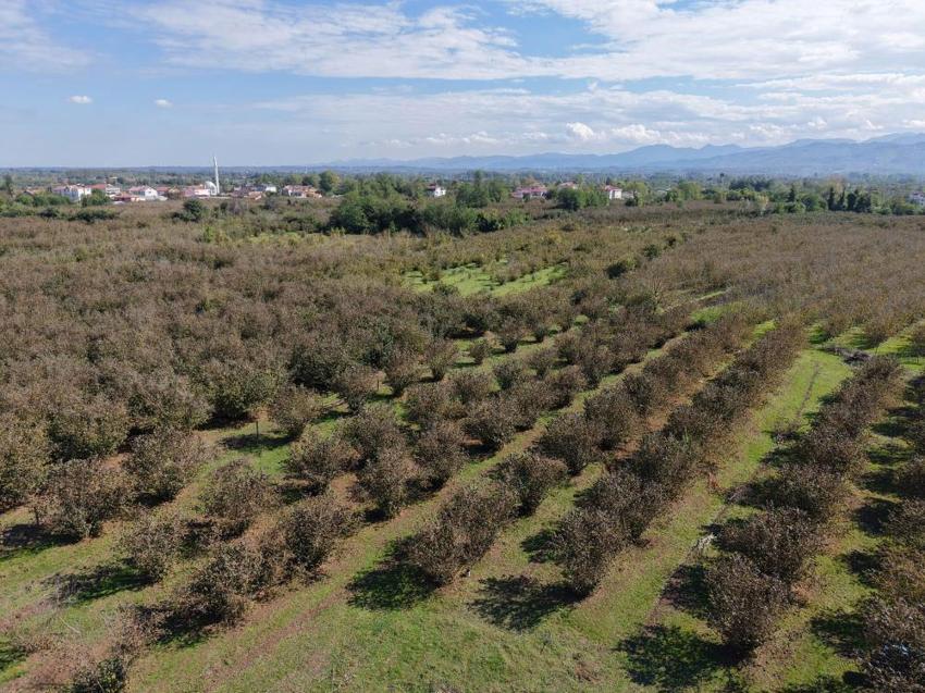 Samsun'un fındıkta hedefi bu yıl da birincilik