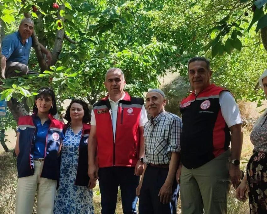 Aydın'da kiraz hasadı bin 717 üretici tarafından sürdürülüyor