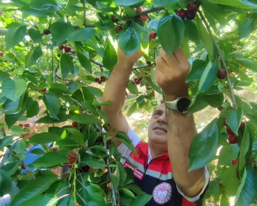 Aydın'da kiraz hasadı bin 717 üretici tarafından sürdürülüyor