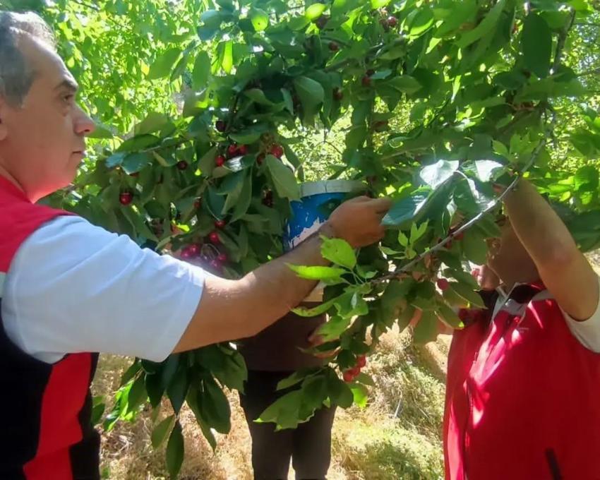 Aydın'da kiraz hasadı bin 717 üretici tarafından sürdürülüyor