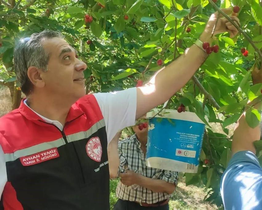 Aydın'da kiraz hasadı bin 717 üretici tarafından sürdürülüyor