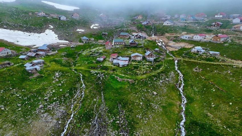 Gümüşhane'deki 2475 rakımlı Yılanlı Yaylası beyaz papatya tarlasına döndü, görenler inanamadı!