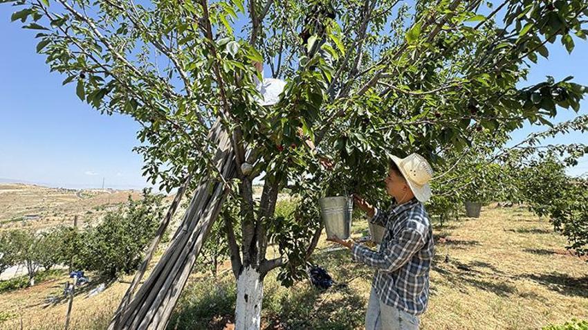 Malatya'da toprağın altından değil daldan altın fışkırıyor! Avrupa ülkeleri sıraya girdi: 1100 tonluk dev rekolte yüzleri güldürdü