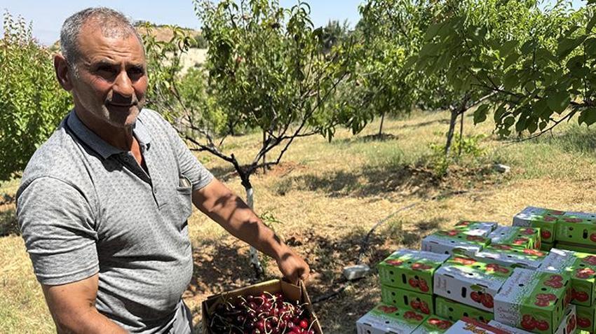 Malatya'da toprağın altından değil daldan altın fışkırıyor! Avrupa ülkeleri sıraya girdi: 1100 tonluk dev rekolte yüzleri güldürdü