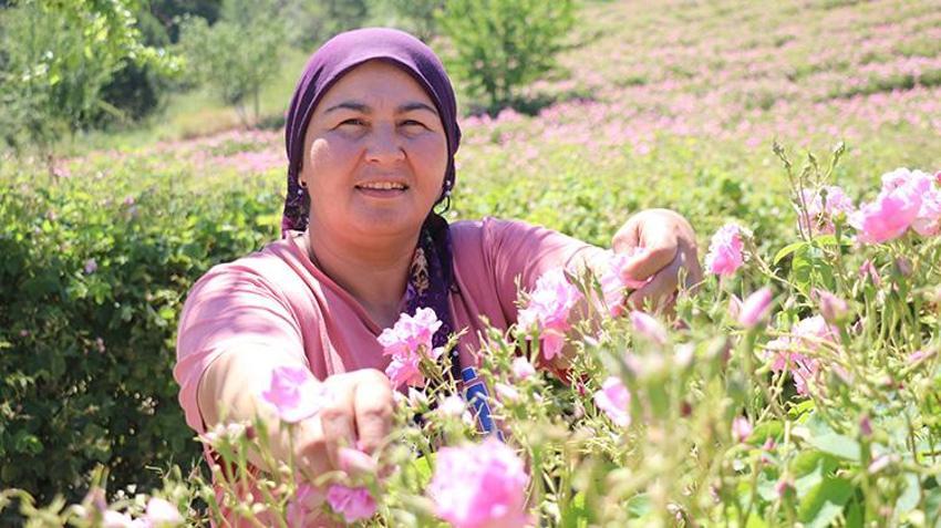 Dünya üretiminin yüzde 65'i oradan karşılanıyor! Her sabah güneş doğmadan tarlaya giriyorlar! Isparta'da dağ köylerinde zamana karşı yarışta son düzlüğe girildi