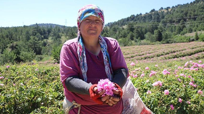 Dünya üretiminin yüzde 65'i oradan karşılanıyor! Her sabah güneş doğmadan tarlaya giriyorlar! Isparta'da dağ köylerinde zamana karşı yarışta son düzlüğe girildi