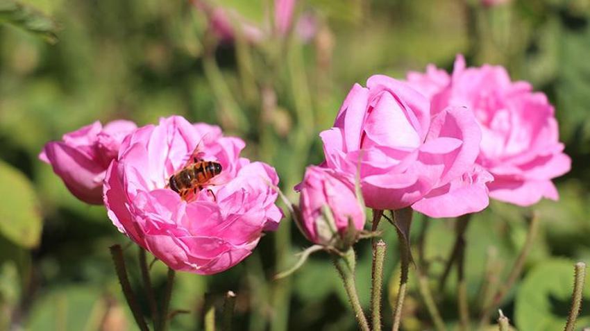 Dünya üretiminin yüzde 65'i oradan karşılanıyor! Her sabah güneş doğmadan tarlaya giriyorlar! Isparta'da dağ köylerinde zamana karşı yarışta son düzlüğe girildi