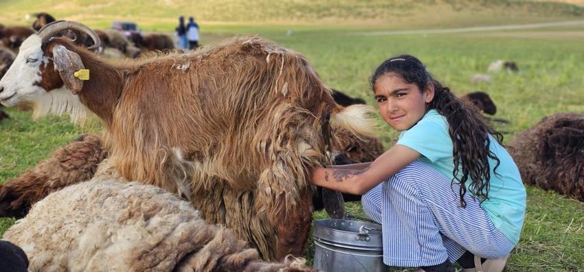 Muş'ta yayla sezonu başladı! 2 bin rakımda doğal üretim mesaisi başladı