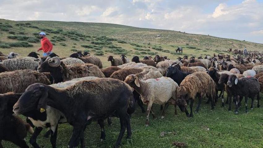 Muş'ta yayla sezonu başladı! 2 bin rakımda doğal üretim mesaisi başladı