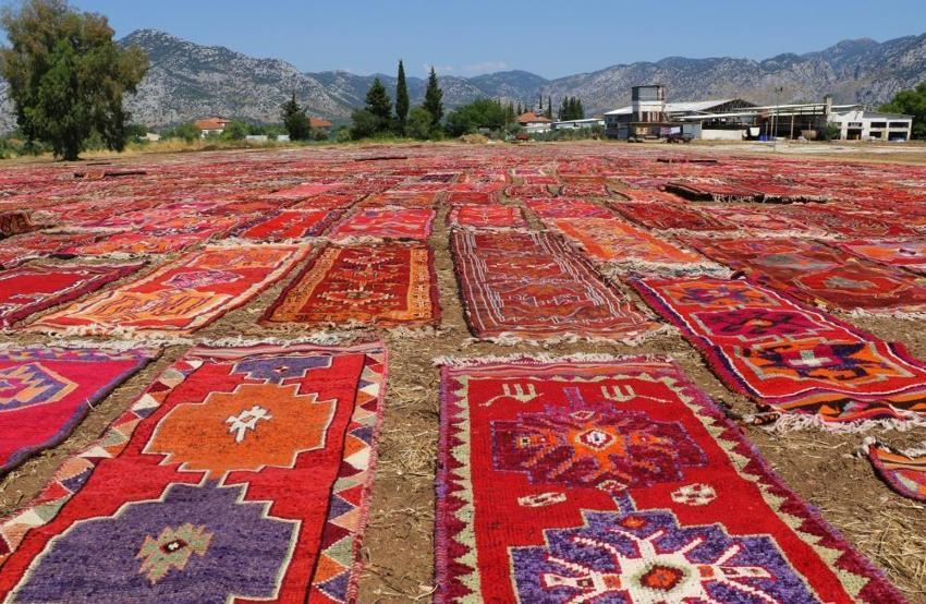 Antalya'da 100 dönümlük devasa 'halı tarlaları' açıldı: 5 bine yakın asırlık halı güneş banyosuna bırakıldı! 'Kışın ekmeği, yazın rengi çıkıyor'
