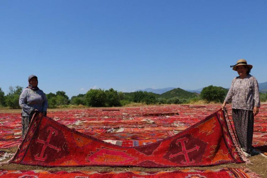 Antalya'da 100 dönümlük devasa 'halı tarlaları' açıldı: 5 bine yakın asırlık halı güneş banyosuna bırakıldı! 'Kışın ekmeği, yazın rengi çıkıyor'