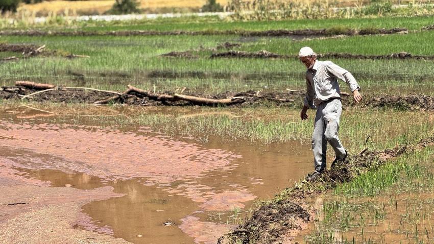 Yaka seli afeti Karabük'te çeltik tarlalarını vurdu: 30 dönümlük alan zarar gördü