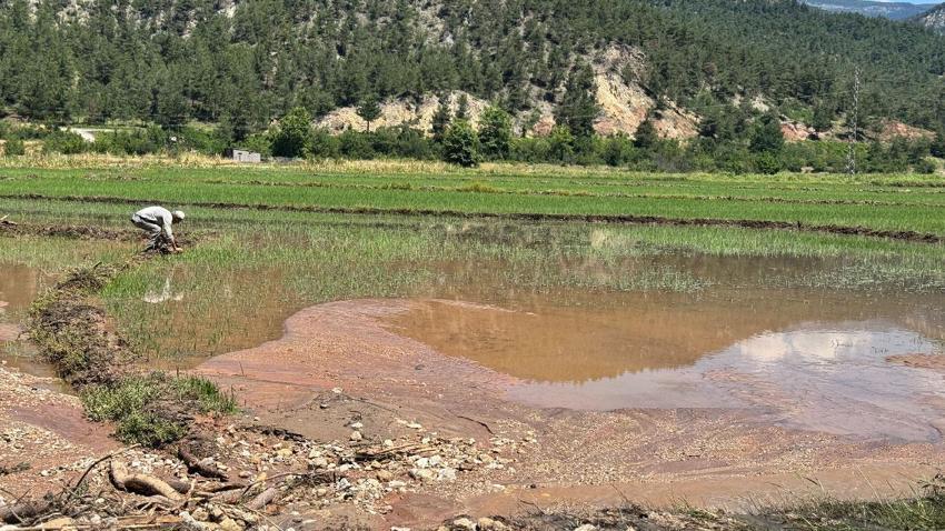 Yaka seli afeti Karabük'te çeltik tarlalarını vurdu: 30 dönümlük alan zarar gördü