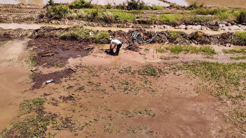 Yaka seli afeti Karabük'te çeltik tarlalarını vurdu: 30 dönümlük alan zarar gördü