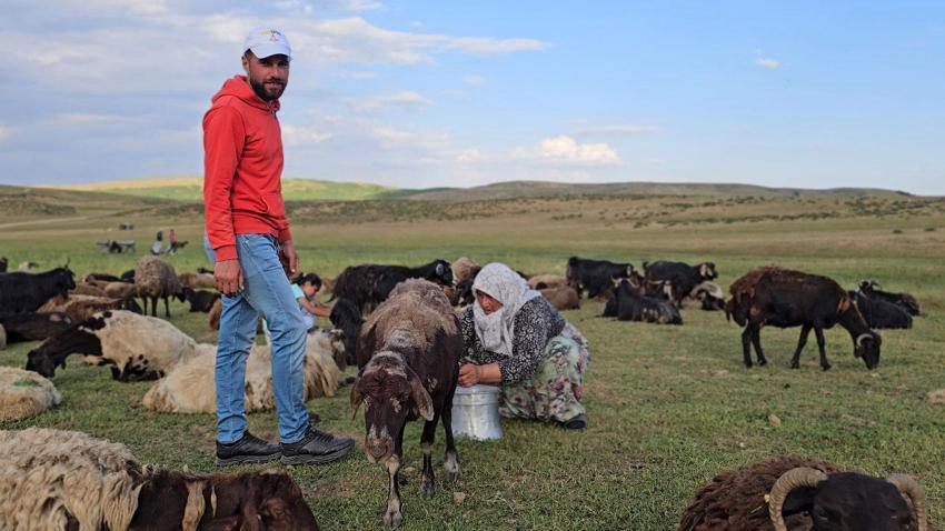 Lezzetli ve kaliteli sütün sırrı bu dağlarda saklı! Muş'ta yayla mesaisi başladı