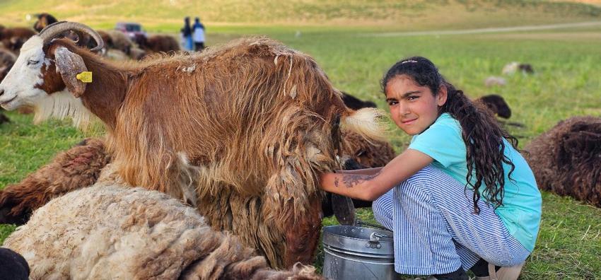 Lezzetli ve kaliteli sütün sırrı bu dağlarda saklı! Muş'ta yayla mesaisi başladı