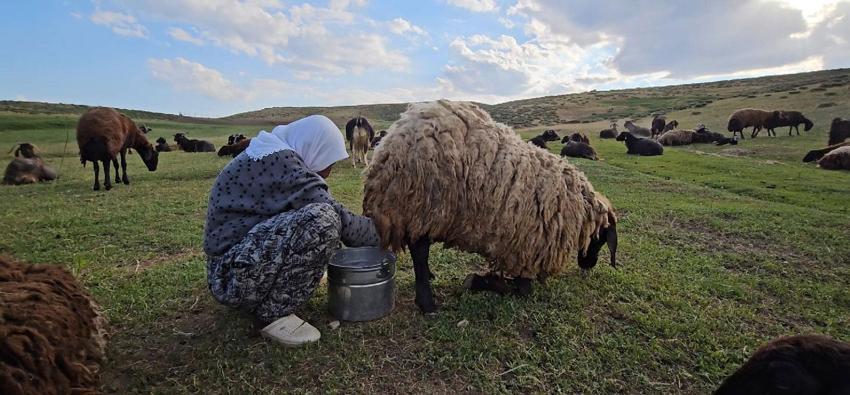 Lezzetli ve kaliteli sütün sırrı bu dağlarda saklı! Muş'ta yayla mesaisi başladı