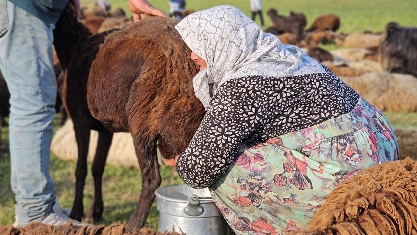 Lezzetli ve kaliteli sütün sırrı bu dağlarda saklı! Muş'ta yayla mesaisi başladı