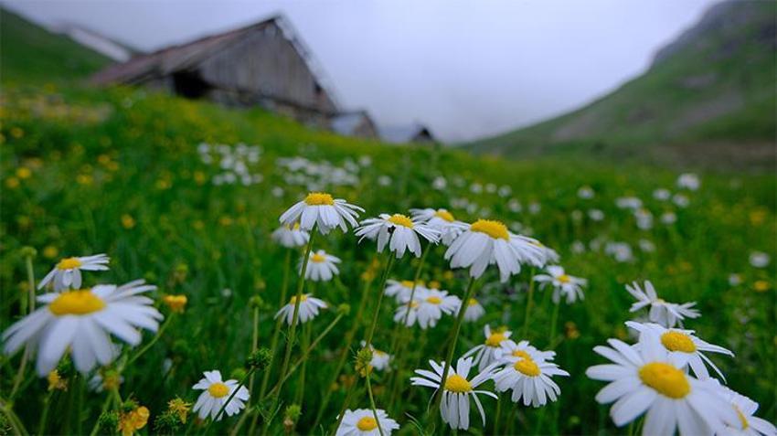 Görenler Alpler sanıyor ama burası Karadeniz! Gümüşhane'nin saklı cenneti hayran bırakıyor