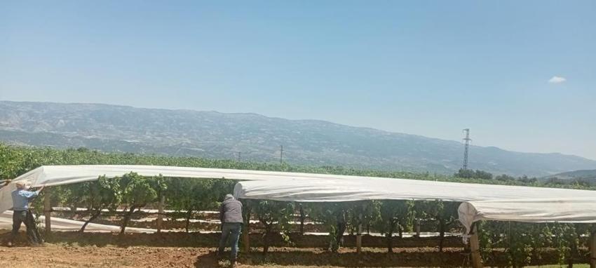 Manisa'da başladı! 35 dereceyi aşan sıcakta zorlu mesai: Milyonluk ürünler beyaz örtüyle korunuyor