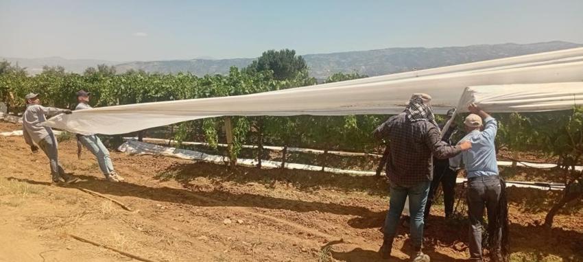 Manisa'da başladı! 35 dereceyi aşan sıcakta zorlu mesai: Milyonluk ürünler beyaz örtüyle korunuyor